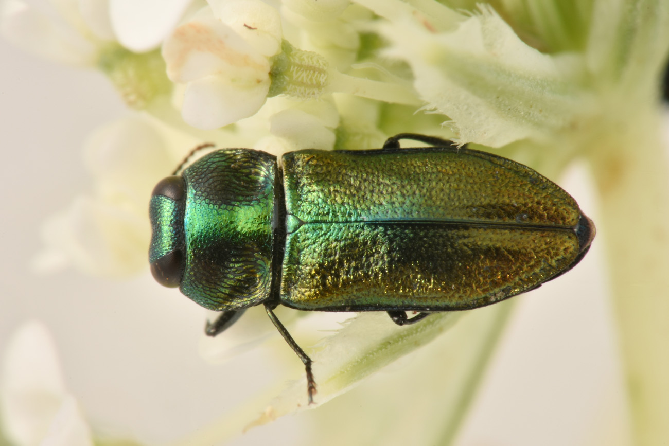 Buprestidae: Anthaxia thalassophila? S.